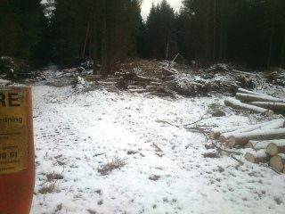 5dea09d4a8-Billeder-Foto Skov-Bodil 8.JPG-for-web-normal.jpg